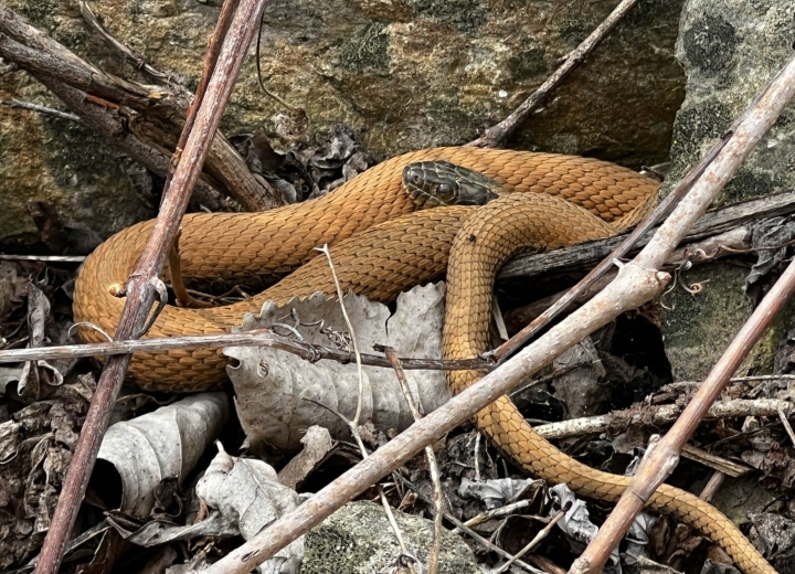 Northern Water Snake